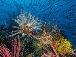 Thailand Dive Centre